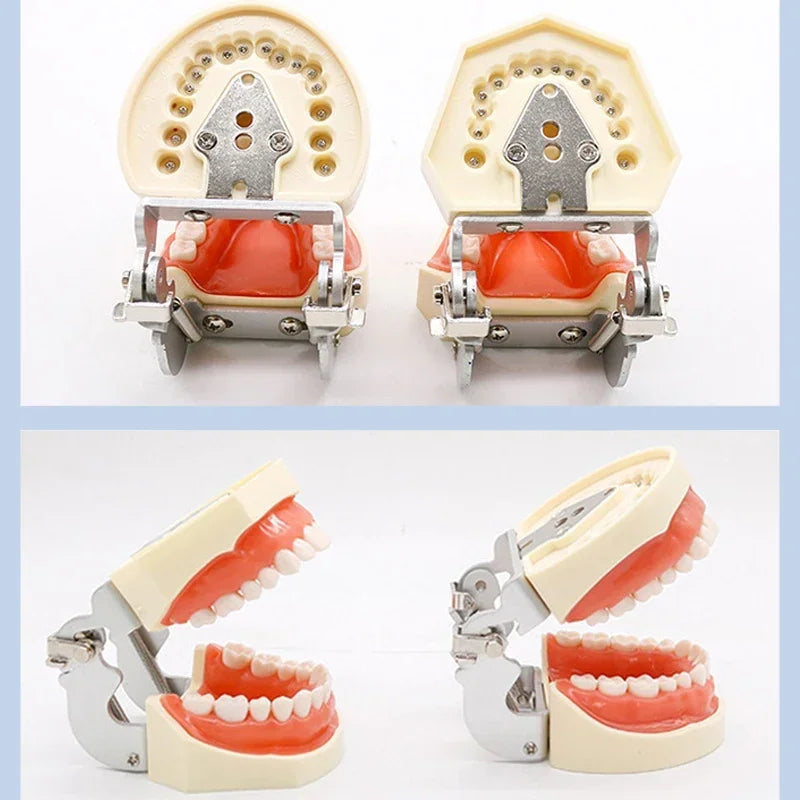 32 Teeth Dental Typodont Model for Dentist Practice